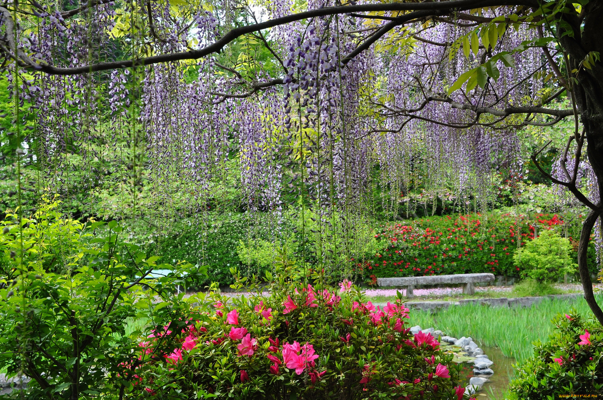 Музыка цветущего сада. Глициния Ботанический сад. Весенний сад (Spring Topiary Garden). Тоннель глициний в Японии. Парк Ботанический сад весной цветение.